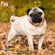 Pug 2026 Calendar | Dog Breed