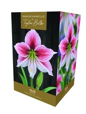 Amaryllis Gift Box - Glee