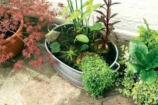 Wildlife container pond plant