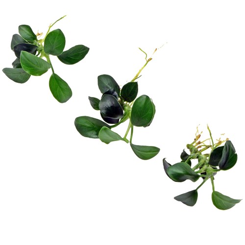 K2aqua anubias nana petite - k2aqua, 3