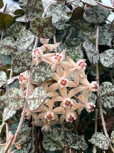 Unusual hoya curtisii rooted - hoya,