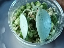 Hoya Lacunosa Sulcata rooted