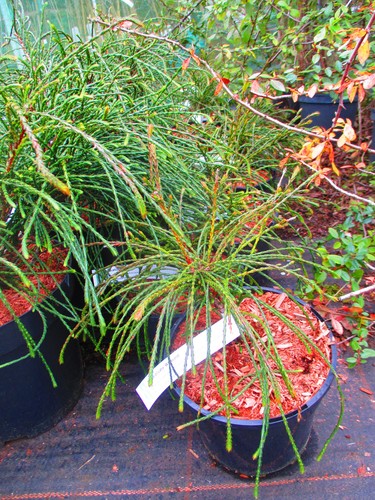 Thuja plicata whipcord 3litre - whipcord,