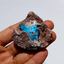 238.5 CT Electric Bloom