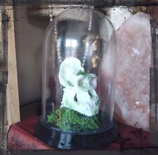 Miniature gorilla ? surreal skull decoration ? plastic dome ? vintage ?