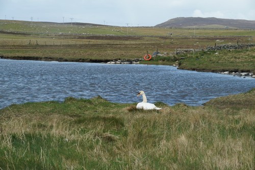Photo 6x4 swan - on, at