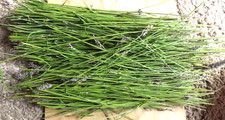 Processed fresh lavender stems long weaving wreaths scent fragrance herbs