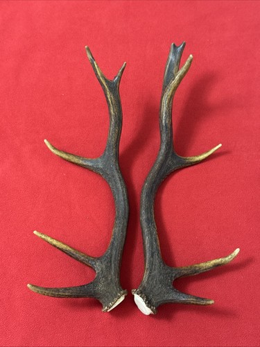 Pair red deer antlers 643g - of,