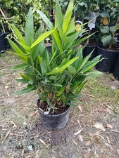 Sasa Tessellata Giant Leaf Dwarf Bamboo 1ft 5L Potted Bamboo Plant Fast Growing