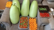 Giant Bottle Gourd Lauki Upo