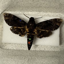 Entomology Deaths Head Hawk