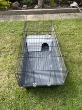 Winter guinea pig - pig, when