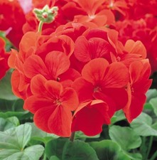 Geranium mini plug - , plants