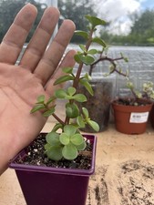 Portulacaria Afra Dwarf Jade Elephant Bush Bonsai subject any price beaten 