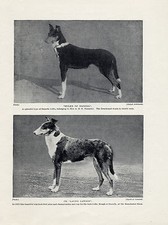 SMOOTH COLLIE NAMED DOGS