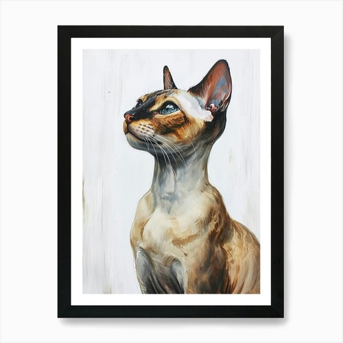 Oriental shorthair cat - oriental,