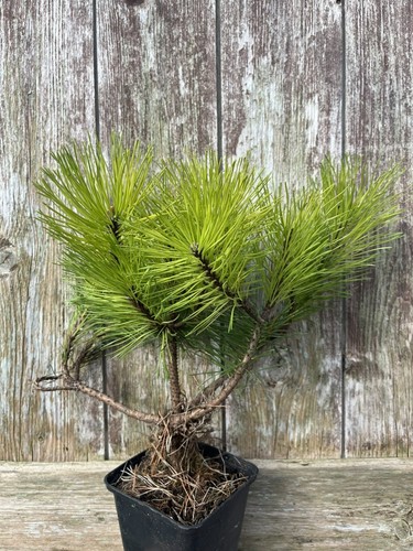 Rare mountain pine 20cm - pine,