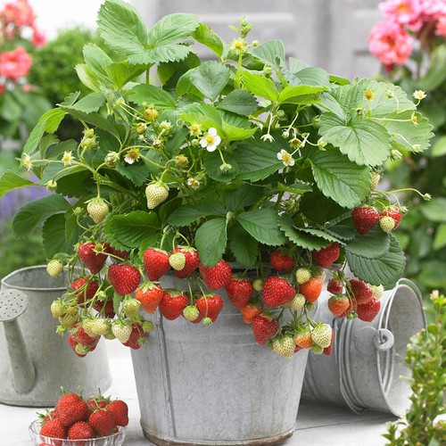 Strawberry sweetheart - 20,