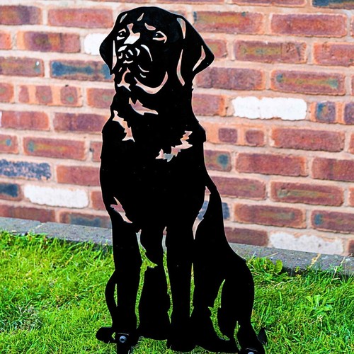 Labrador dog home garden - labrador,