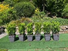 6x large  Box Evergreen (buxus sempervirens) hedging plants 1 metre length.