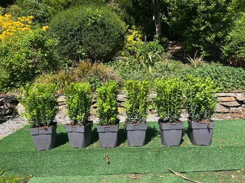 Large box evergreen - 6x, (buxus