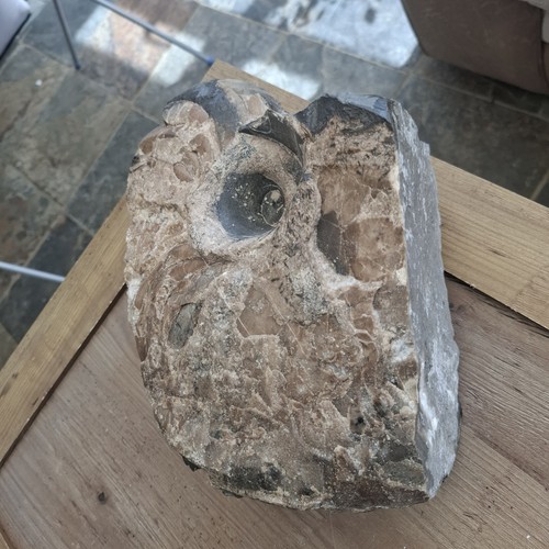 Large nautilus fossil from - large,