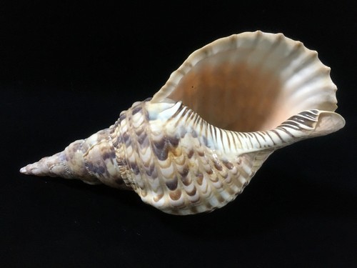 P0229 vintage large triton - large,