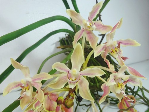Paraphalaenopsis kimmy - , x
