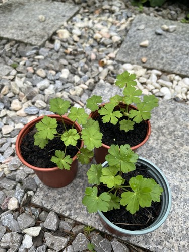 Geranium ola herbaceous - geranium,