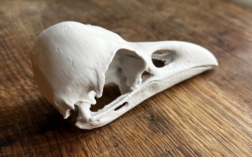 Raven skull replica - skull,