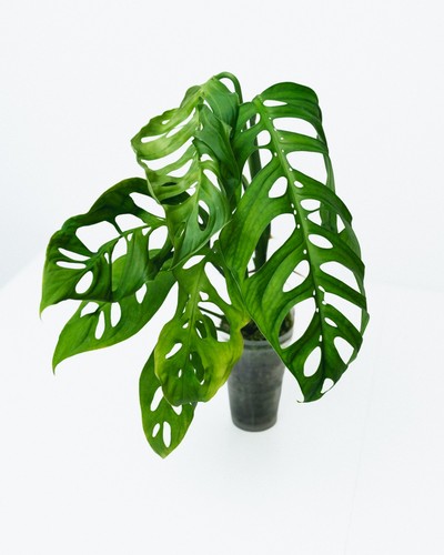 Large monstera esqueleto - monstera,