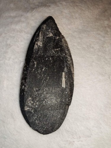 Polished orthoceras fossil - polished,