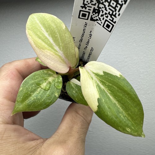Philodendron gloriosum - philodendron,