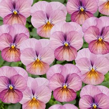 Viola 'Ice Babies Caramel