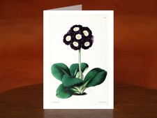 Primula auricula, often known