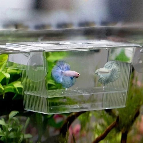 Aquarium fish tank breeding - tank,