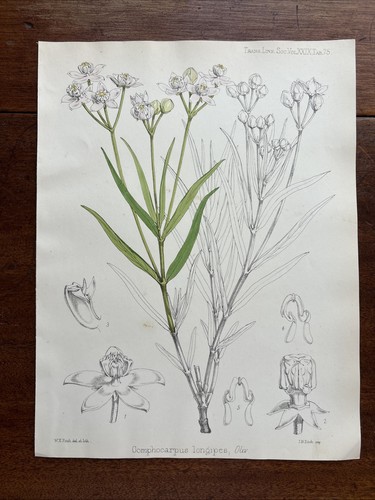 Antique gomphocarpus longipes - antique,