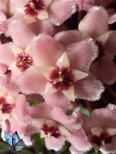 Hoya Carnosa AH074 Indoor