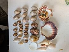 Cowrie Shells Tiger & Harlequin Large Collection Vaious Sizes Colours