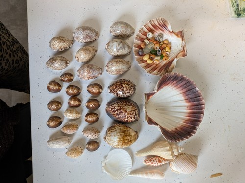 Cowrie shells tiger - cowrie, &