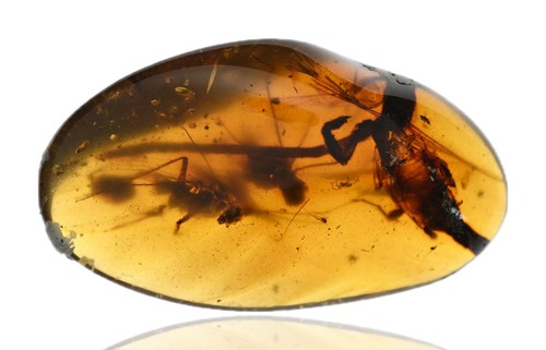 Rare scorpion attacking - rare,