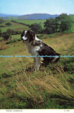 D184722 Welsh Sheepdog. Judges. C 955. 1973