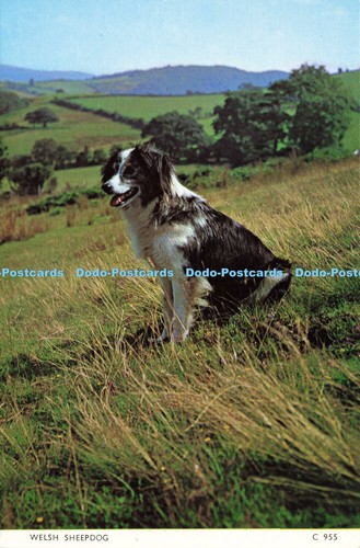 D184722 welsh sheepdog - d184722,