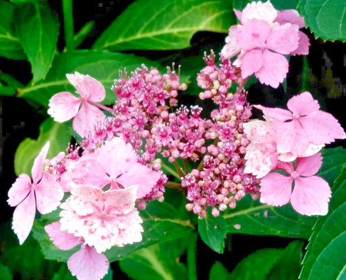 Hydrangea macrophylla mariesii - macrophylla,
