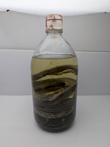 Snake glass jar wet - snake, in