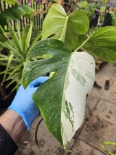 Monstera Deliciosa Albo Variegated Cutting