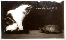 Postcard Cat Turtle I Wonder What It Is Playful Kitten Mischievous Feline Rotary