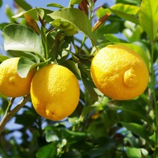 Citrus Lemon 18cm x2