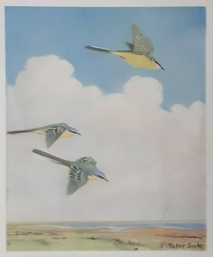 Yellow wagtail sir - yellow,