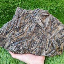 Large Belemnite battlefield/